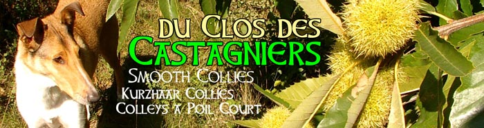 Clos des Castagniers smooth collies colleys poil court.